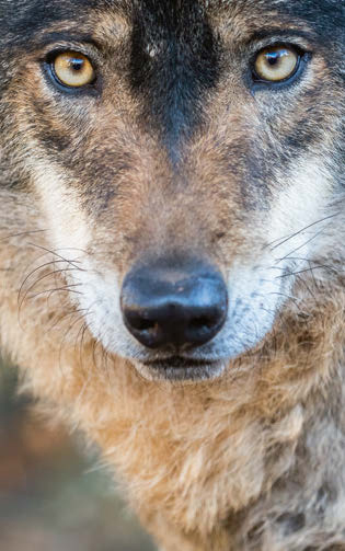 Primer plano de un lobo ibérico (foto: Ramón Carretero / 123RF).