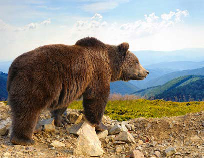 Oso pardo en una zona de montaña (foto: byrdyak / Adobe Stock).