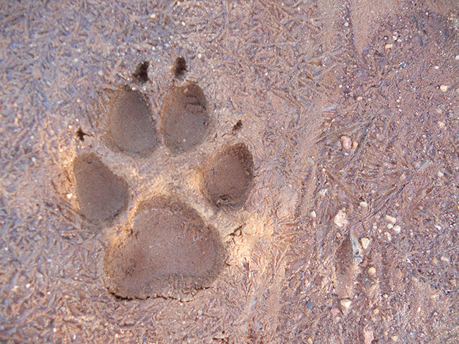 Huella de lobo en un suelo helado (foto: Javier Talegón).