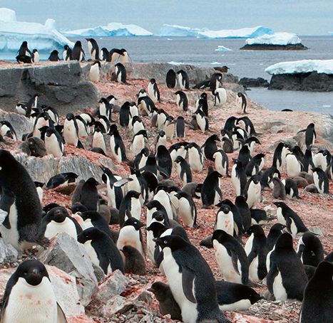 Colonia de pingüinos barbijos (foto: Rabia Jaffar / Shutterstock).