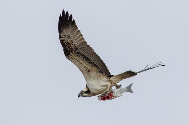 Un águila pescadora lleva una lisa en la bahía de Cádiz (foto: Pablo Barrena).