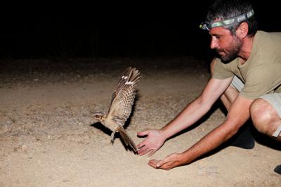Chotacabras cuellirrojo adulto radiomarcado en un proyecto de investigación (foto: Ale Ochoa).