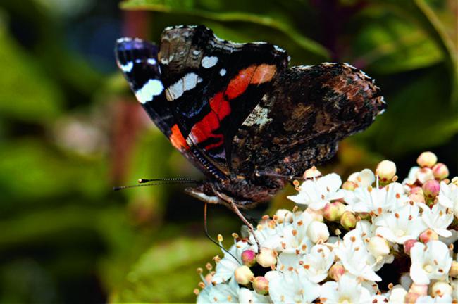 La atalanta es una de las cinco especies estudiadas de mariposas que hacen migraciones (foto: José Manuel Sesma).