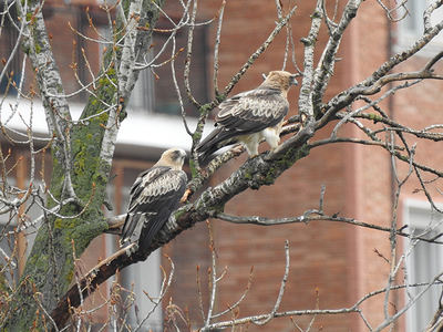 Pareja de águila calzada en la ciudad de Valladolid (foto: Rubén Sanz Benedit).