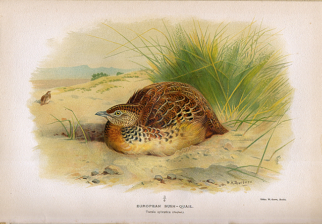 Lámina de torillo (Turnix sylvaticus), obra de Archibald Thorburn (1860-1935).
