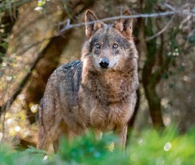 Lobo ibérico en el interior de un bosque 