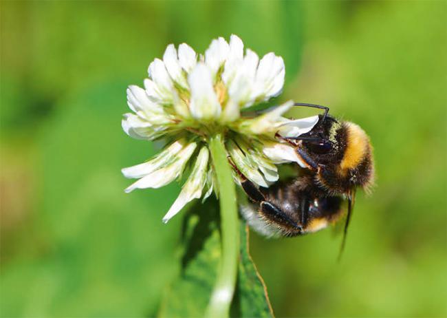 Un abejorro sobre una flor (foto: Iván Vieito García / Adobe Stock).