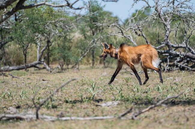 La hembra de aguará guazú, ya liberada en el norte de Santa Fe (Argentina), con su collar transmisor en el cuello.