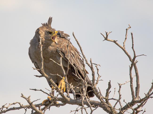 El águila coronada es el ave rapaz de mayor tamaño para gran parte de los ambientes del centro y norte de Argentina (foto: David López-Idiaquez).