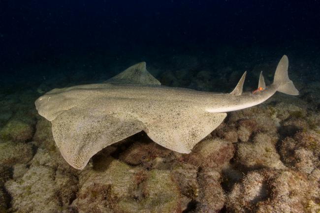 Un angelote nada en aguas de Canarias (foto: Angel Shark Proyect).