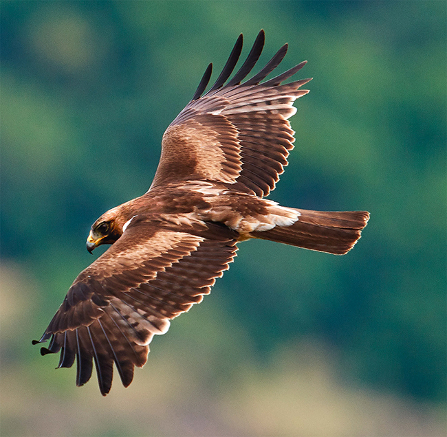 Águila calzada en vuelo sobre un paraje forestal (foto: aaltair / Shutterstock)