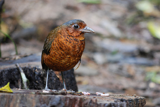 Tororoí gigante o gralaria gigante (Grallaria gigantea), una de las aves más tímidas y difíciles de observar en los bosques del Chocó ecuatoriano (foto: Luis Die).

