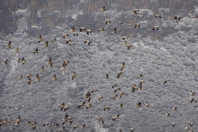 Un bando de grullas abandona el embalse de La Sotonera (Huesca) en la mañana del 25 de febrero de 2020 para cruzar los Pirineos en el curso de su migración prenupcial (foto: Kees Woutersen).