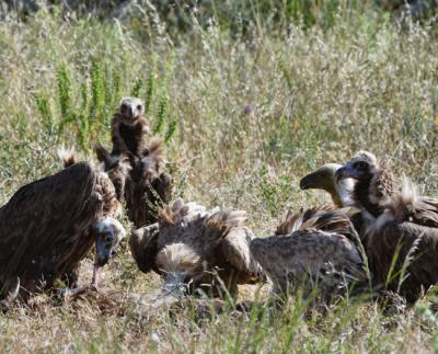 Buitres negros y leonados en la sierra de Tramuntana, fotografiados durante un estudio sobre las interacciones de ambas especies durante su acceso a las carroñas (foto: M. de la Riva).