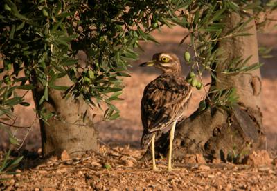 El olivar es un punto de encuentro para aves ligadas a medios agrícolas, como el alcaraván (foto: José Luis Muñoz).