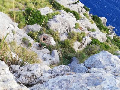 Nido de buitre negro sobre un afloramiento rocoso en la sierra de Tramuntana (Mallorca). Puede verse al pollo en su interior, así como a un adulto posado a su lado (foto: F. Lillo).