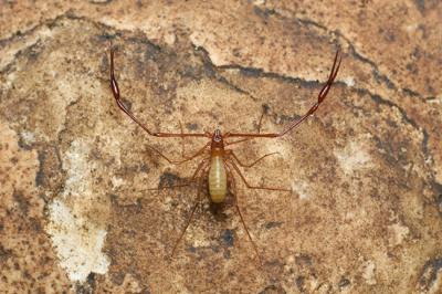 Pseudoescorpión de la especie Troglobisium racovitzae, endemismo ibérico (foto: Adrià Miralles).