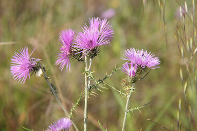 Un ejemplar en flor de cardota (Galactites tomentosus), que cuenta con el viento y las hormigas para diseminar sus frutos (foto: F.J. Valtueña).