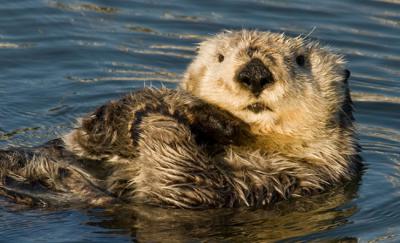 Macho de nutria marina en postura de flotación en Moss Landing (California). Foto: cortesía de Joe Tomoleoni.