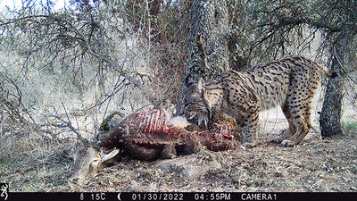 Uno de los linces de la zona de estudio atraído por el cadáver de un ungulado silvestre colocado experimentalmente para valorar sus hábitos carroñeros.