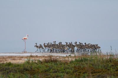 Guardería de flamencos (plumaje oscuro) junto a un ejemplar adulto en las salinas de Torrevieja (Alicante) durante la pasada temporada de cría (foto: J. Roberto Pastor).