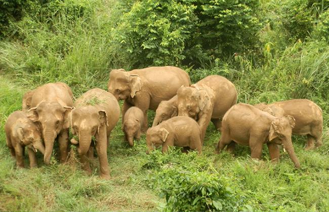 Grupo de elefantes asiáticos pastando sobre antiguos cultivos y selva secundaria en Temengor (foto: Alicia Solana).