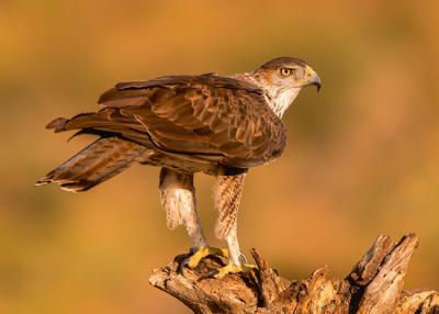 Especial: Águilas perdiceras en la provincia de Castellón