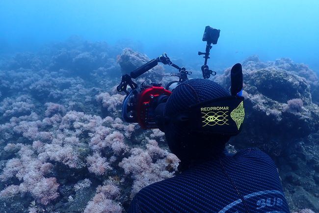 Una colaboradora de RedPROMAR toma fotografías en apnea durante el monitoreo biológico marino de los nuevos fondos creados por el volcán Tajogaite, en La Palma (foto: Marc Martín).