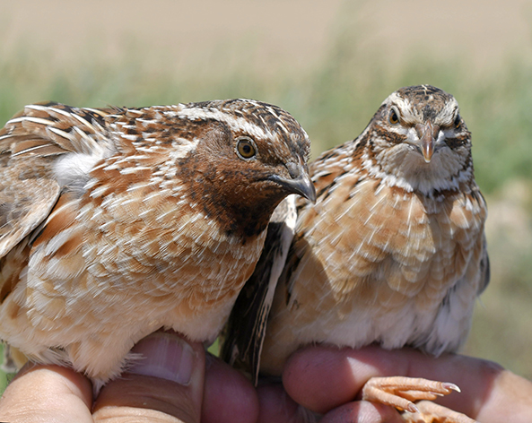 Dos machos de codorniz común capturados el mismo día en la misma localidad de Andalucía occidental. Se observa una notable variabilidad en el grado de pigmentación de estos ejemplares, en gran medida asociada a la inversión cromosómica detectada en la especie (foto: Autores).