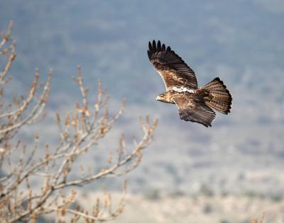 AQUILA a-LIFE: 5 años recuperando al águila de Bonelli