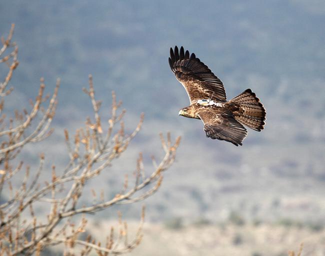 Una de las águilas de Bonelli reintroducidas y que ya se reproducen en la Comunidad de Madrid es el macho Noalejo, cuyos movimientos son seguidos por el proyecto AQUILA a-LIFE gracias al emisor GPS que porta este animal (foto: Sergio de la Fuente / Grefa).