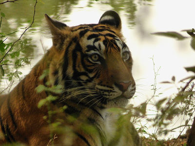 "Sultana", notoria heredera de la dinastía de tigresas de Ranthambore y principal protagonista de este artículo (foto: José Carlos de la Fuente).