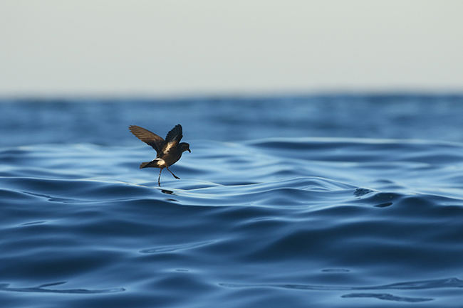 Paíño europeo sobrevolando la superficie del mar durante la temporada de cría en el Mediterráneo (foto: Víctor París).
