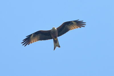 Milano real en vuelo. Las medidas de conservación adopotadas en Menorca para esta rapaz han beneficiado a otras muchas especies (foto: Félix de Pablo).