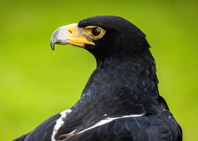 Águila de Verreaux, uno de los vertebrados más célebres que se designan con el apellido de los famosos naturalistas franceses (foto: Malinda / Adobe Stock).