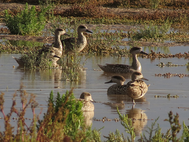 Grupo de varias cercetas pardillas en el Parque Natural de El Hondo (Alicante), uno de los principales refugios de esta especie catalogada en España como "En situación crítica".