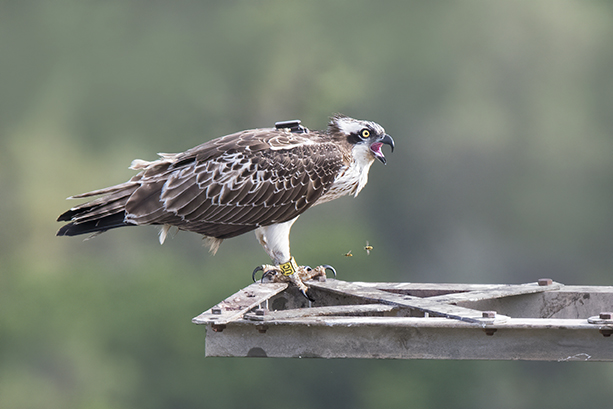 El águila pescadora "Marina" posada en un apoyo eléctrico, al que se había retirado el cable, en el Parque Natural de Pego-Oliva. Puede verse el emisor que lleva adosado al dorso (foto: Jesús Villaplana).