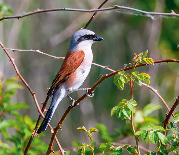 Macho de alcaudón dorsirrojo posado sobre un rosal silvestre (foto: Allexxandar / Shutterstock).