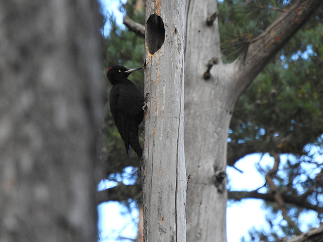 Hembra de pito negro fotografiada en marzo de 2019 en el Parque Natural de Penyagolosa (Castellón). Foto: Javier Barona.