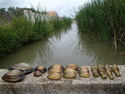 De izquierda a derecha, ejemplares de Anodonta anatina, Potomida littoralis, Unio mancus y Corbicula fluminea capturados en el Marjal de la Safor (Valencia). Las tres primeras son especies autóctonas, mientras que la cuarta es un bivalvo exótico procedente de Asia (foto: autores).