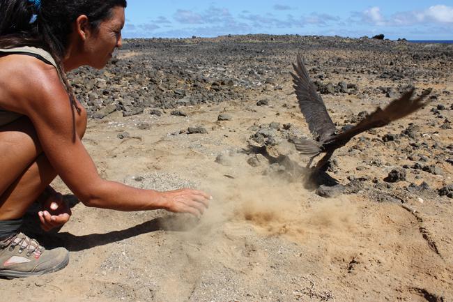 Liberación de un macho adulto de halcón de Eleonor marcado con un GPS-Datalogger en el islote de Alegranza (Canarias). Foto: Manuel de la Riva.