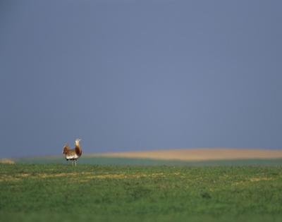 Macho de avutarda en la Reserva Natural de las Lagunas de Villafáfila (foto: José Luis Gómez de Francisco).