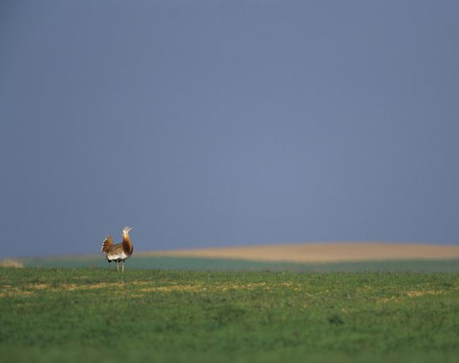 Macho de avutarda en la Reserva Natural de las Lagunas de Villafáfila (foto: José Luis Gómez de Francisco).