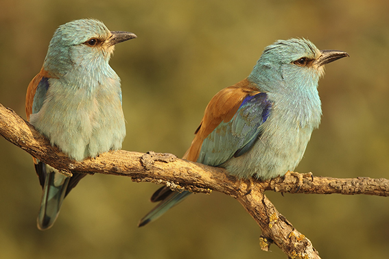 Dos carracas europeas reposan en una rama que les sirve de posadero (foto: Secundino Muñoz).