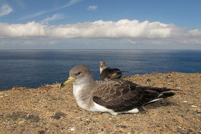 Pollos de pardela cenicienta afectados por la contaminación lumínica en Tenerife, en el momento de su liberación (foto: Beneharo Rodríguez).