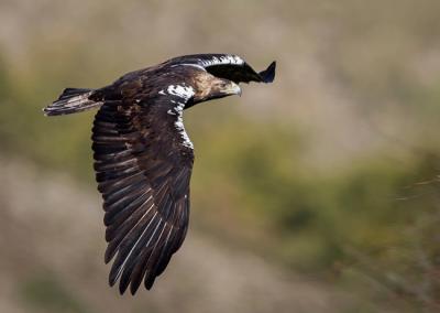 Águila imperial ibérica en vuelo. La población de imperiales se ha multiplicado por cinco en treinta años y todavía tiene potencial para crecer y extenderse (foto: José Pesquero).