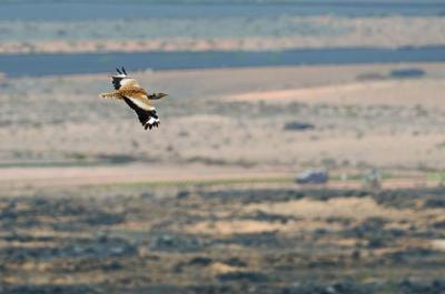 Una hubara canaria sobrevuela una zona esteparia de la isla de Fuerteventura, con las características propias del hábitat semiárido de la especie (foto: Yeray Seminario).