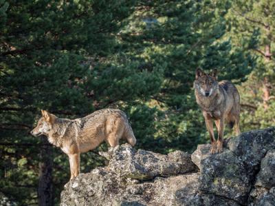 Desde comienzos del siglo XIX, el lobo y otros carnívoros tenían la consideración legal de animales nocivos o “alimañas” (foto: Ramón Carretero / 123RF).