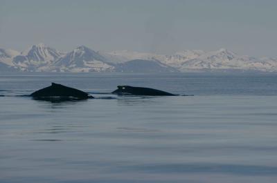 Dos ballenas jorobadas o yubartas en aguas noruegas del Atlántico Norte (foto facilitada por Patrick Miller y tomada por Lars Kleivane).