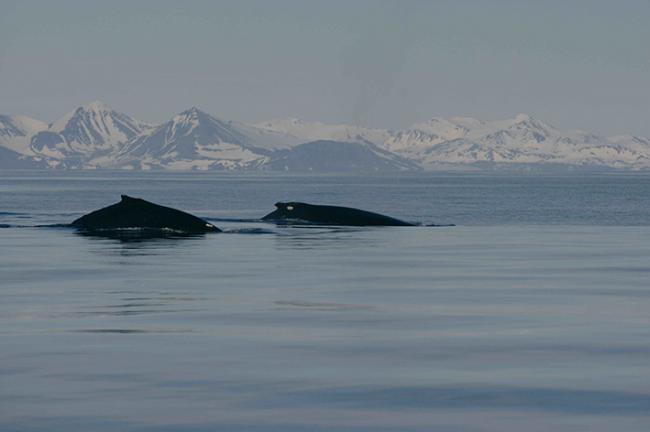 Dos ballenas jorobadas o yubartas en aguas noruegas del Atlántico Norte (foto facilitada por Patrick Miller y tomada por Lars Kleivane).